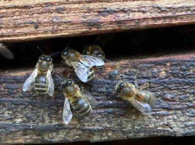 How Bees Find a New Home Image